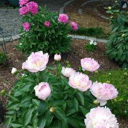 Location: Millinocket, Maine
Date: 2022-06-14
Eden's Perfume Peony with Fragrant Pink Imp Peony in the Backgrou
