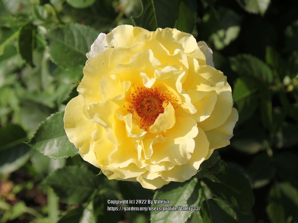 Photo of Rose (Rosa 'Golden Showers') uploaded by Valery33