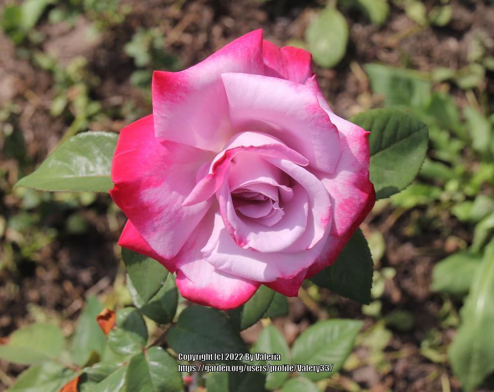 Photo of Rose (Rosa 'Paradise') uploaded by Valery33