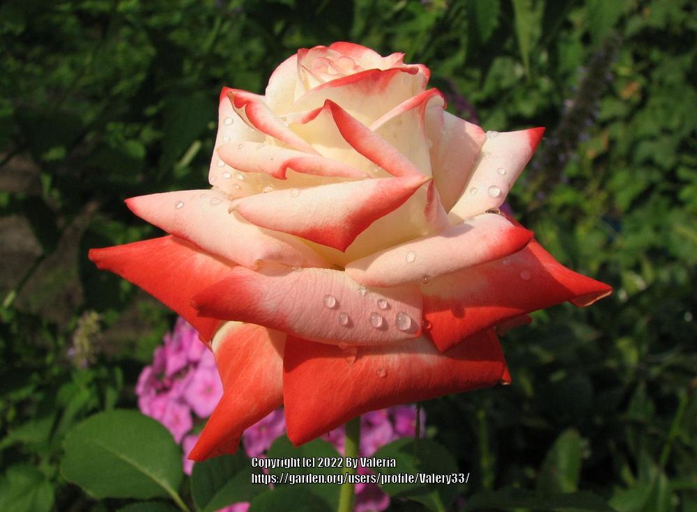 Photo of Rose (Rosa 'Imperatrice Farah') uploaded by Valery33