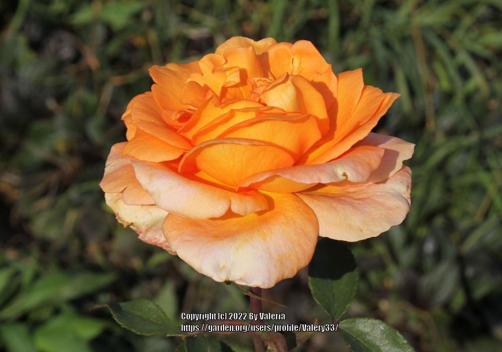 Photo of Rose (Rosa 'Louis de Funes') uploaded by Valery33