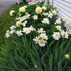 Location: Millinocket, Maine
Date: 2022-06-16
White Wings with irises and Bartzella