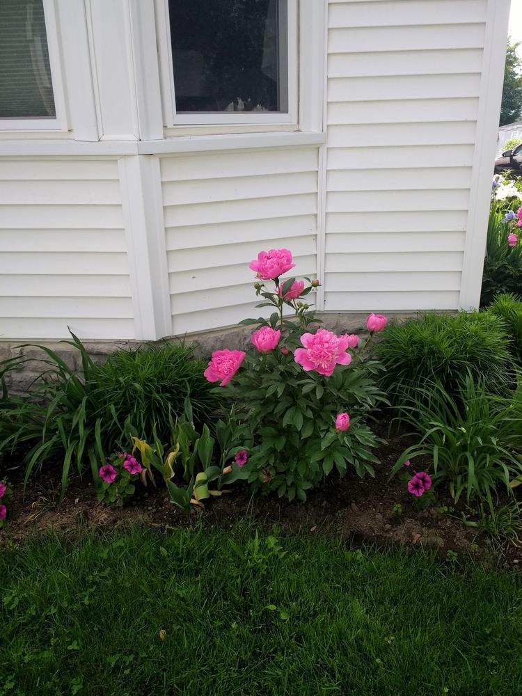 Photo of Peony (Paeonia lactiflora 'Monsieur Jules Elie') uploaded by TheMainer