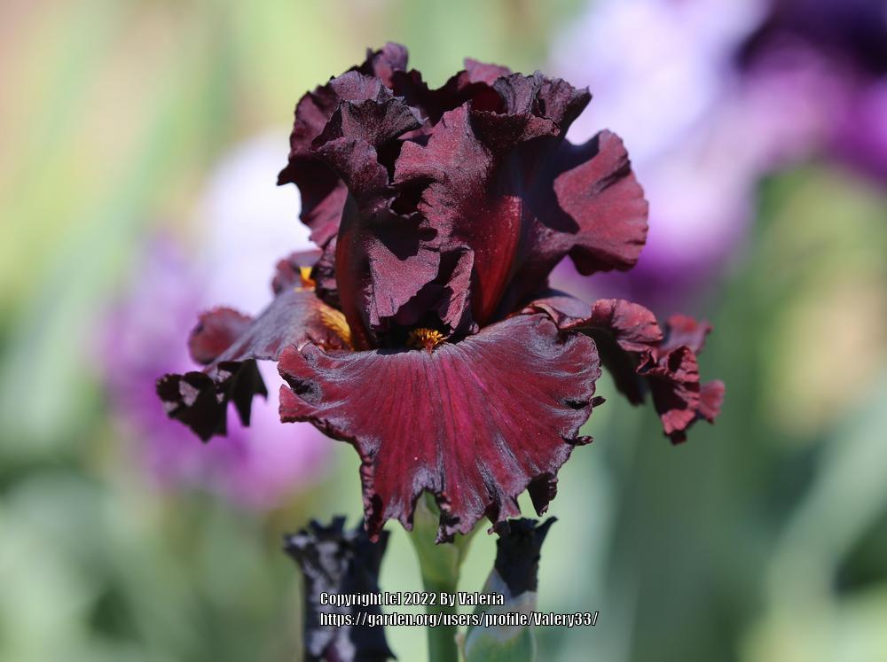 Photo of Tall Bearded Iris (Iris 'Cardinal Rule') uploaded by Valery33