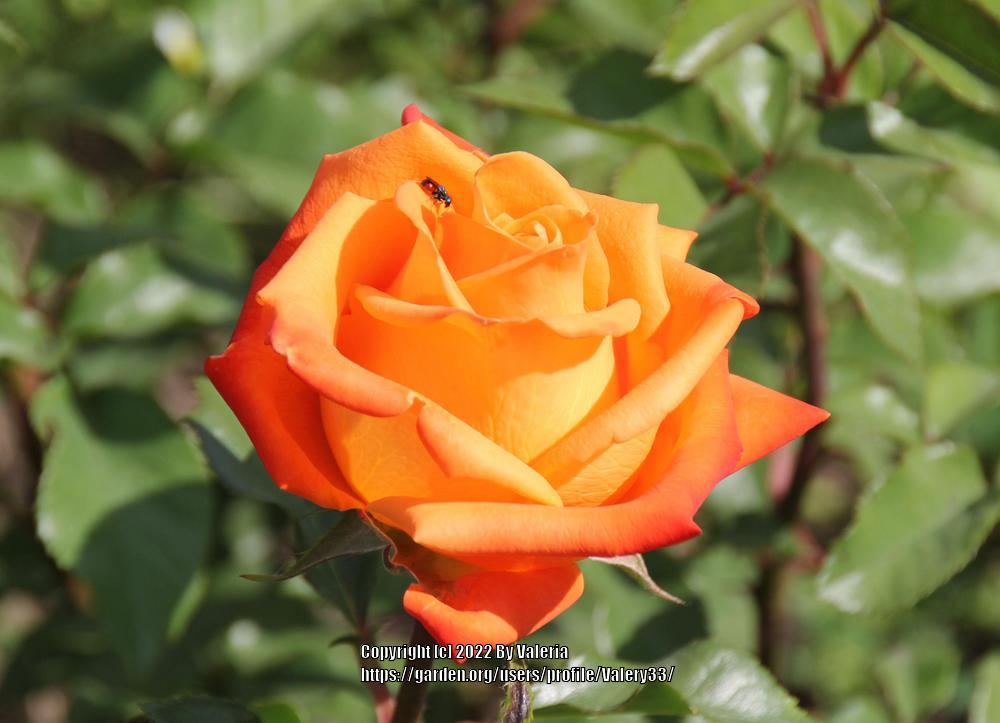Photo of Rose (Rosa 'Voodoo') uploaded by Valery33