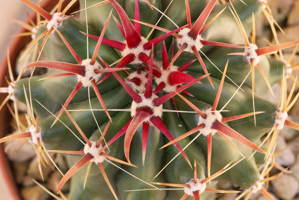 Photo of Fire Barrel Cactus (Ferocactus gracilis) uploaded by Baja_Costero