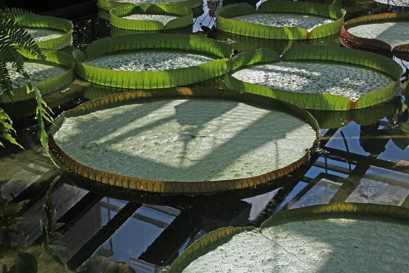 Photo of Victoria Water Lily (Victoria amazonica) uploaded by RuuddeBlock