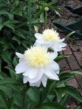 Photo of Peony (Paeonia lactiflora 'Charlie's White') uploaded by TheMainer