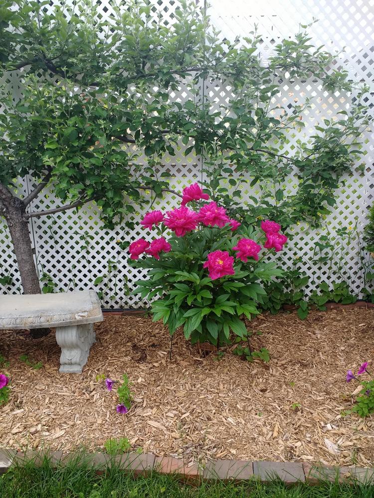 Photo of Peony (Paeonia lactiflora 'Karl Rosenfield') uploaded by TheMainer