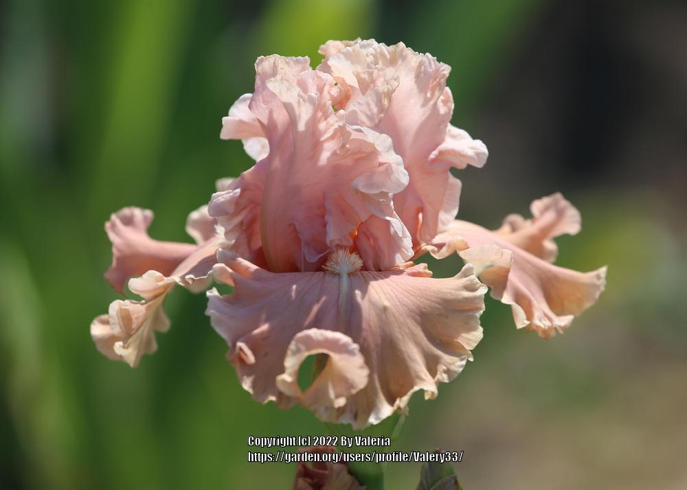 Photo of Tall Bearded Iris (Iris 'Hello Romance') uploaded by Valery33