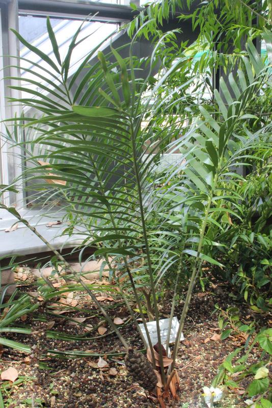 Photo of Coontie (Zamia pumila) uploaded by RuuddeBlock