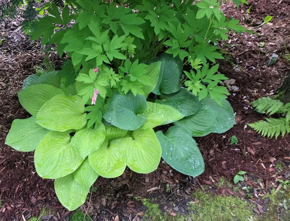 Photo of Hosta 'August Moon' uploaded by TheMainer