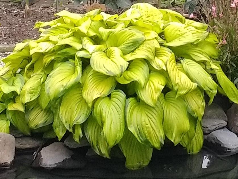 Photo of Hosta 'Stained Glass' uploaded by TheMainer