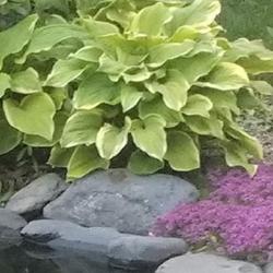 Location: Millinocket, Maine
Date: 2022-06-24
A couple of the Golden Tiara that edge the end of my pond