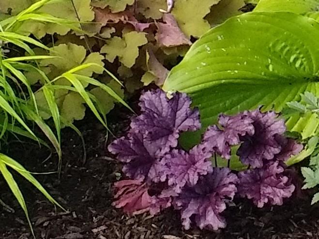 Photo of Coral Bells (Heuchera Forever® Purple) uploaded by TheMainer