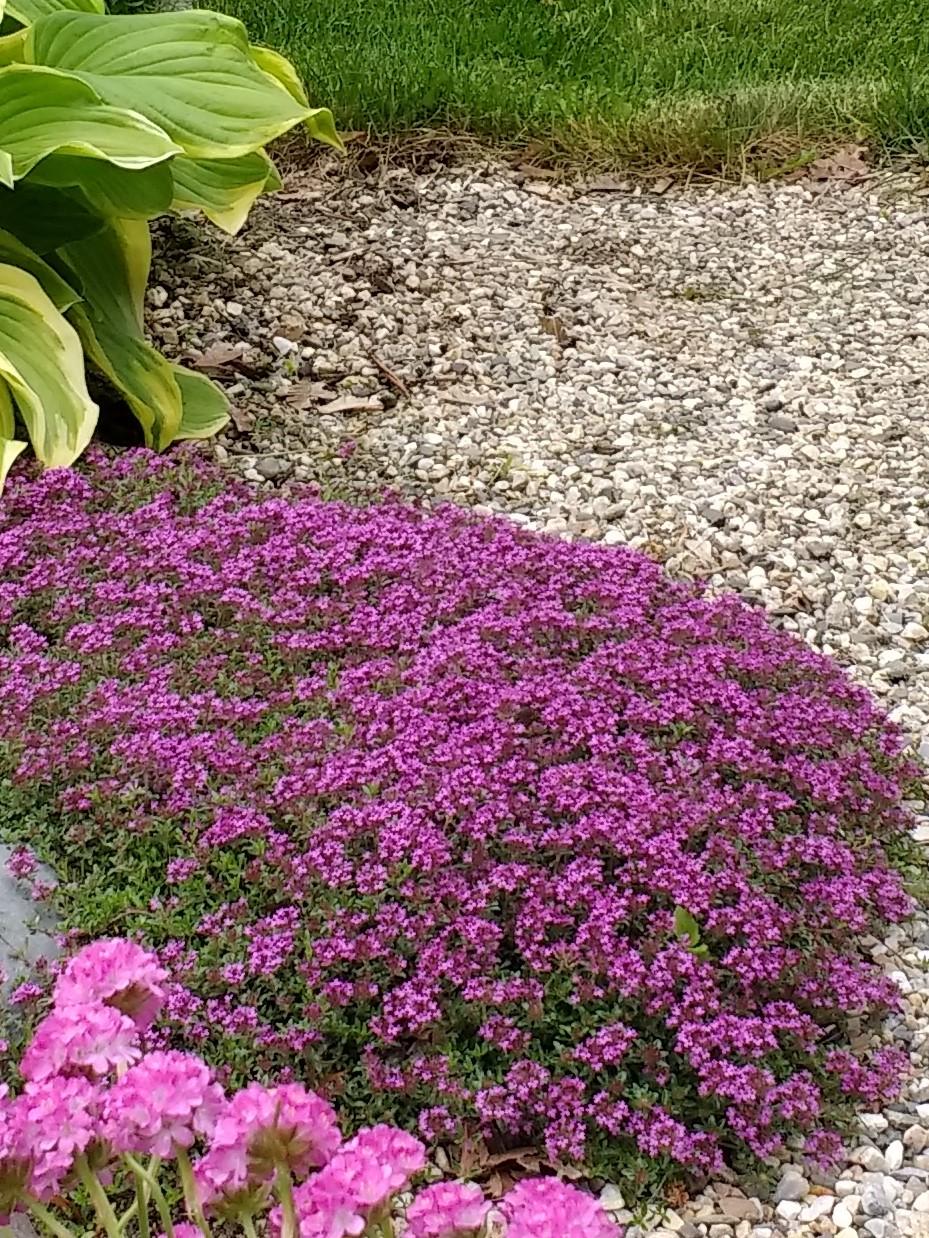 Photo of Red Creeping Thyme (Thymus praecox 'Coccineus') uploaded by TheMainer