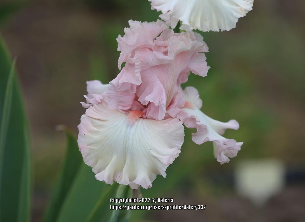 Photo of Tall Bearded Iris (Iris 'Love of Life') uploaded by Valery33