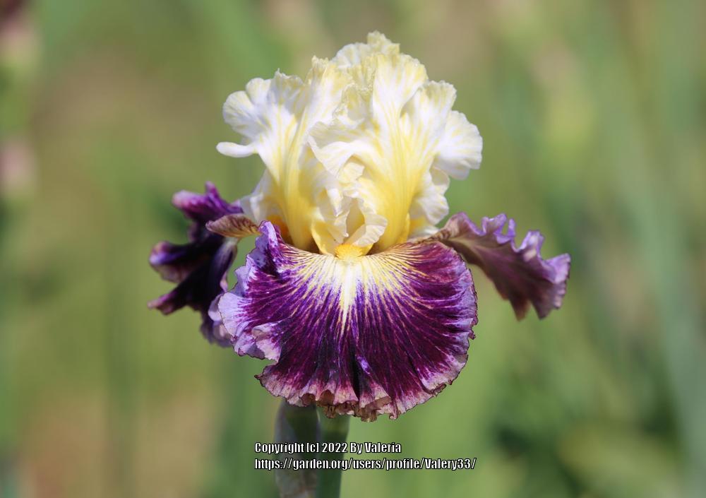 Photo of Tall Bearded Iris (Iris 'Cold Fusion') uploaded by Valery33