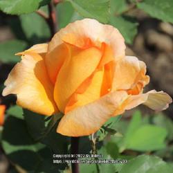 Location: My garden, Ukraine, Zaporizhzhya region Zone: 6a 
Date: 2011-06-02
