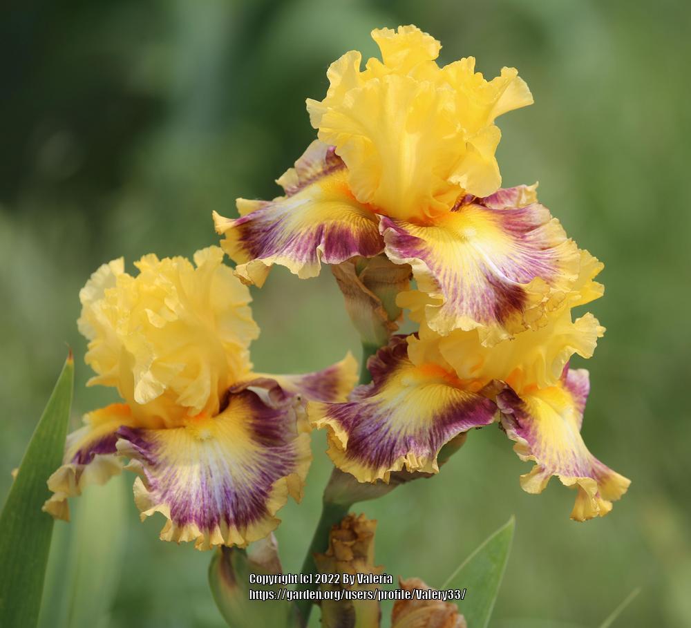 Photo of Tall Bearded Iris (Iris 'Colour Bazaar') uploaded by Valery33
