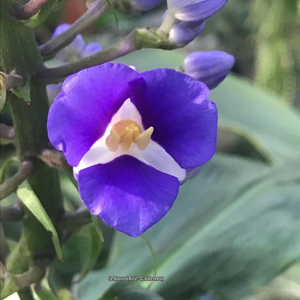 Photo of Blue Ginger (Dichorisandra thyrsiflora) uploaded by sedumzz