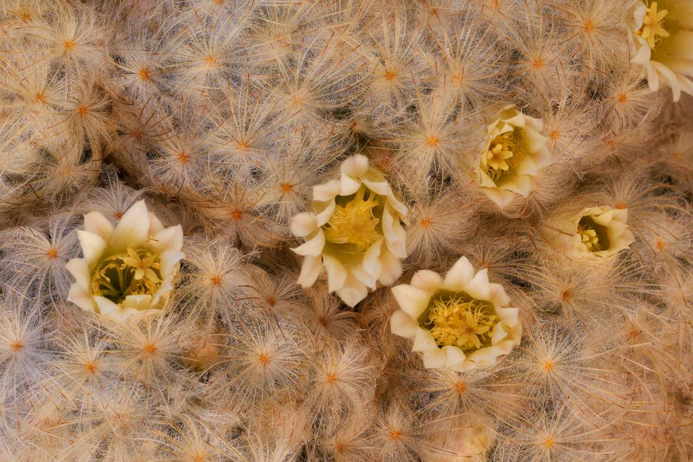 Photo of Feather Cactus (Mammillaria plumosa) uploaded by Baja_Costero