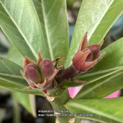 Location: My garden in Tampa, Florida
Date: 2022-11-27
Closeup Seedpods from hand pollination.
