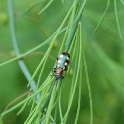 Location: At home
Date: 2022-06-19
Beetle: Crioceris asparagi