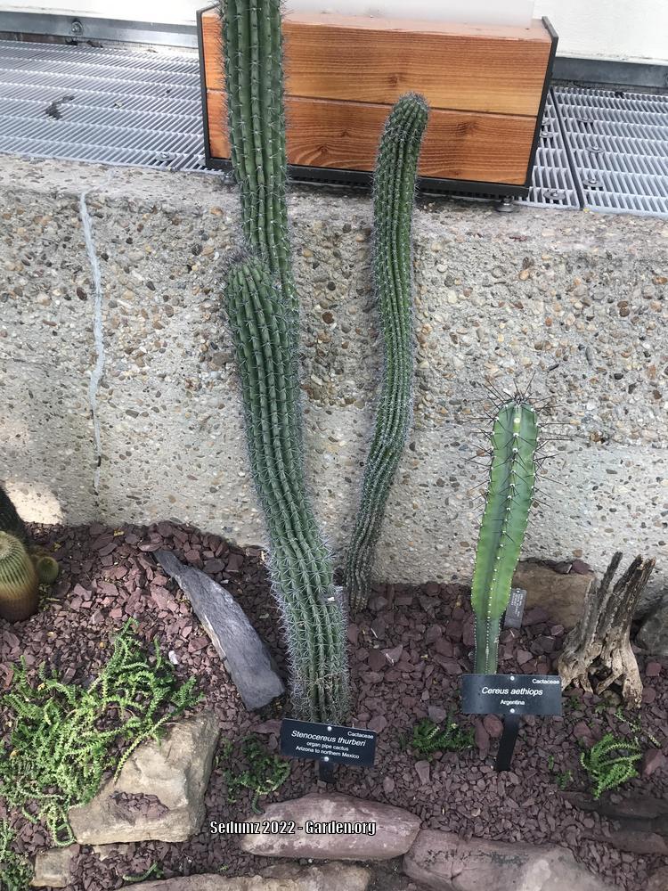 Photo of Organ Pipe Cactus (Stenocereus thurberi) uploaded by sedumzz