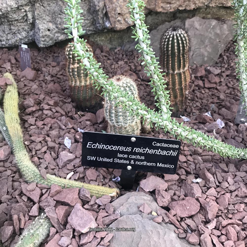 Photo of Lace Cactus (Echinocereus reichenbachii) uploaded by sedumzz