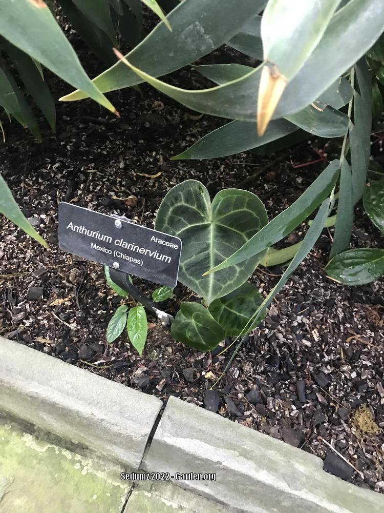 Photo of Anthurium (Anthurium clarinervium) uploaded by sedumzz