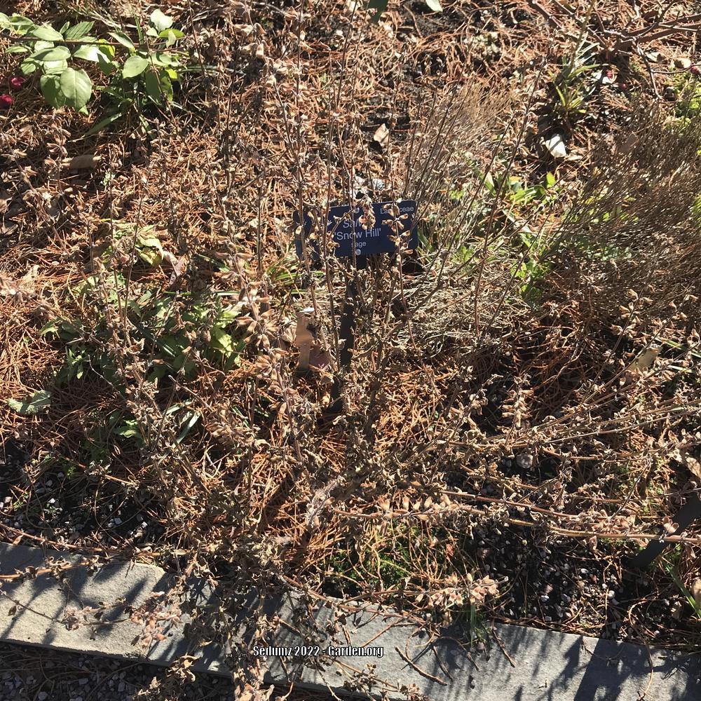 Photo of Wood Sage (Salvia nemorosa 'Schneehugel') uploaded by sedumzz