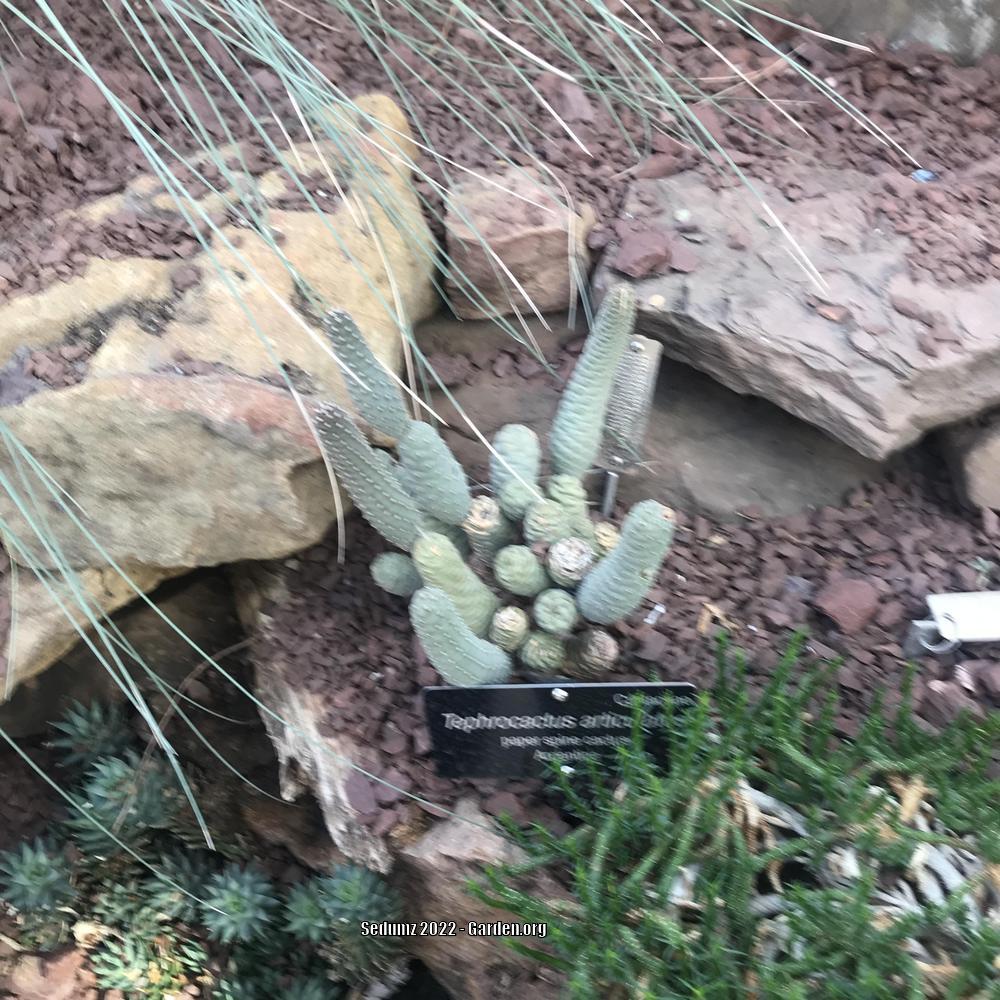 Photo of Papery Spine Cactus (Tephrocactus articulatus) uploaded by sedumzz