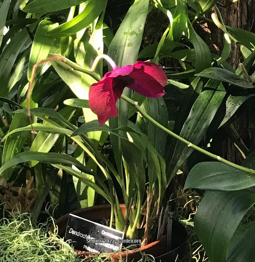 Photo of Hay-Scented Orchid (Coelogyne glumacea) uploaded by sedumzz