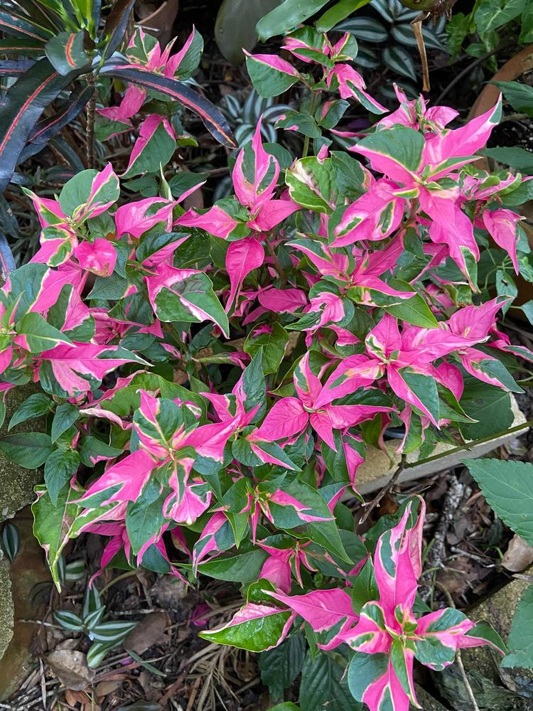Photo of Joseph's Coat (Alternanthera ficoidea 'Partytime') uploaded by sunkissed