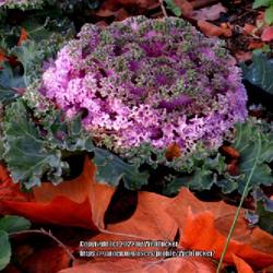 Location: Aberdeen, NC
Date: November 27, 2022
Ornamental cabbage/kale #134 nn; LHB p. 453, 83-1-1, "Ancient nam