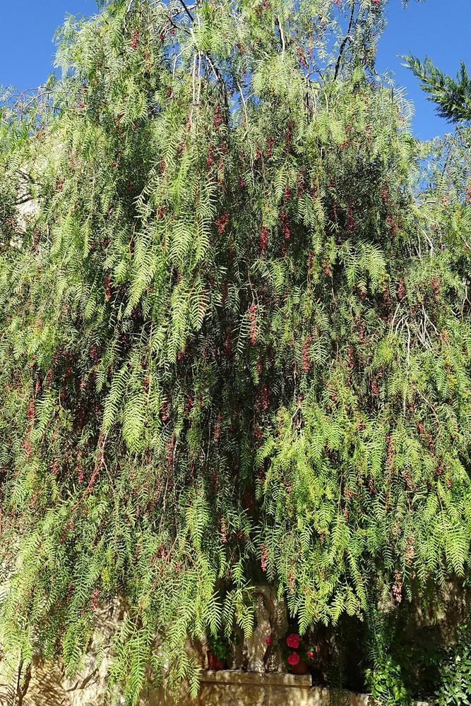 Photo of California Pepper Tree (Schinus molle) uploaded by Orsola