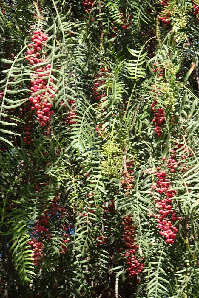 Photo of California Pepper Tree (Schinus molle) uploaded by Orsola