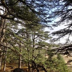 Location: Lebanon, Forest of the Cedars of God.
Date: 2022-11-24