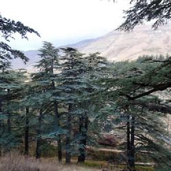 Location: Lebanon, Forest of the Cedars of God.
Date: 2022-11-24