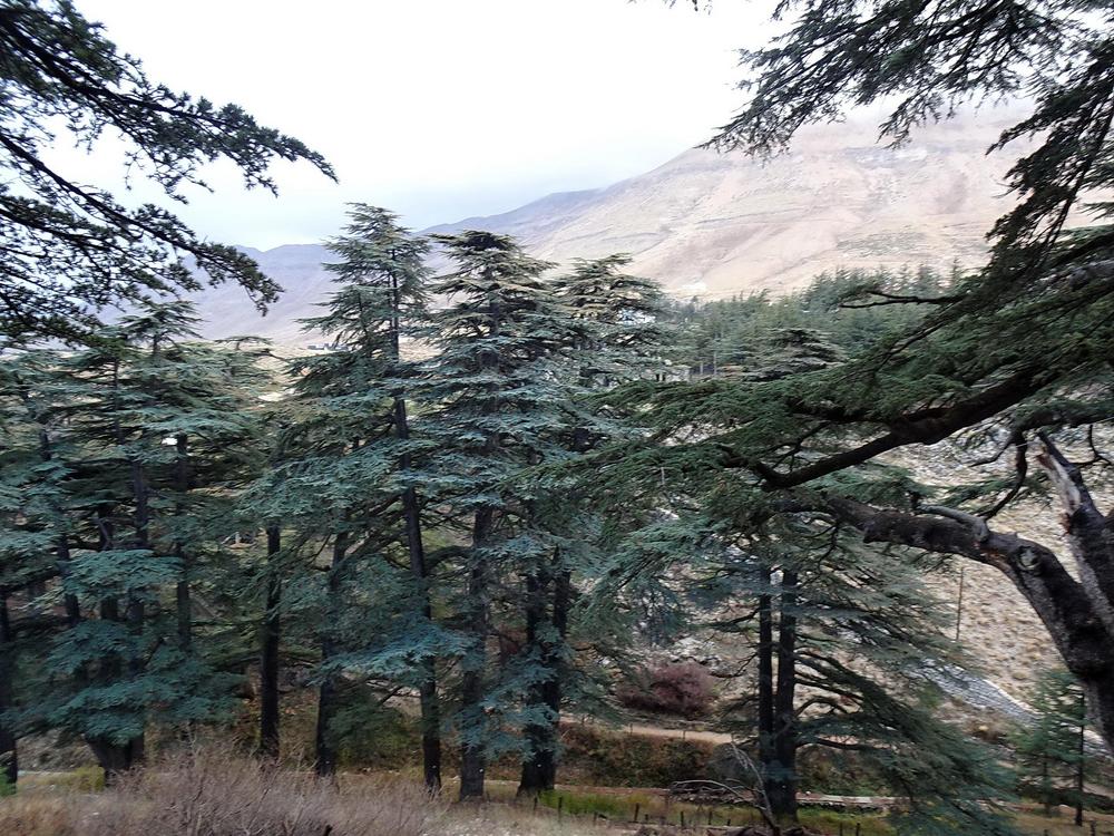 Photo of Cedar of Lebanon (Cedrus libani) uploaded by Orsola