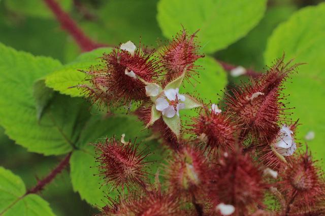 Photo of Wine Raspberry (Rubus phoenicolasius) uploaded by RuuddeBlock