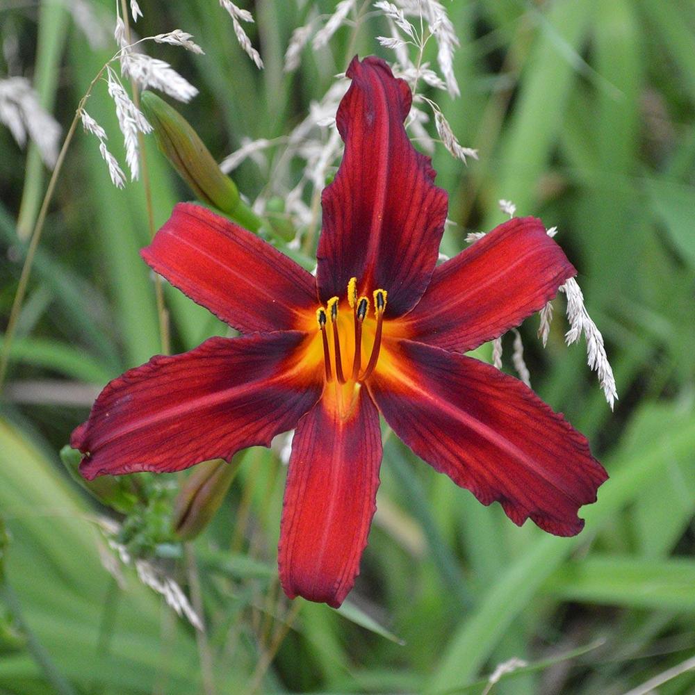 Photo of Daylily (Hemerocallis 'Crimson Pirate') uploaded by DuluthDaylily