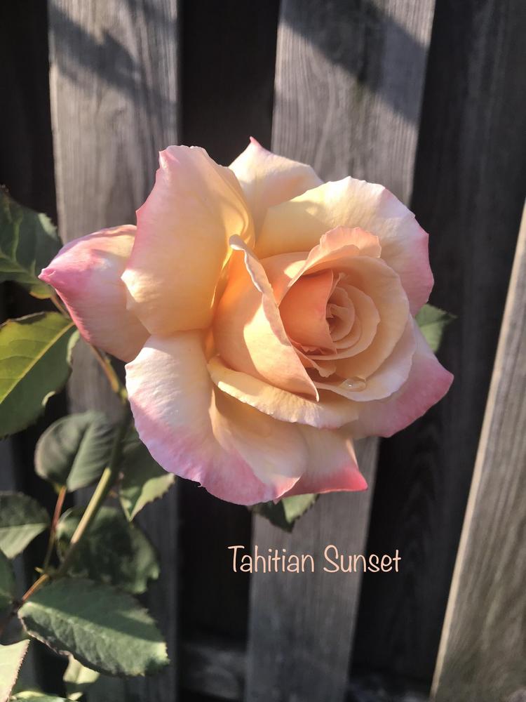 Photo of Rose (Rosa 'Tahitian Sunset') uploaded by Eric_C