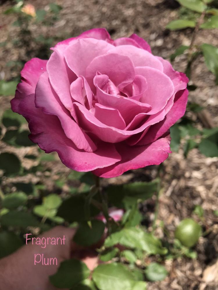 Photo of Rose (Rosa 'Fragrant Plum') uploaded by Eric_C