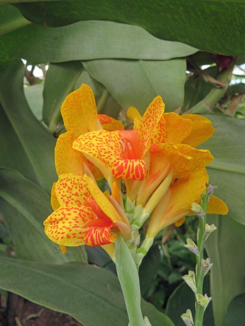 Photo of Canna (Canna x generalis 'Picasso') uploaded by RuuddeBlock