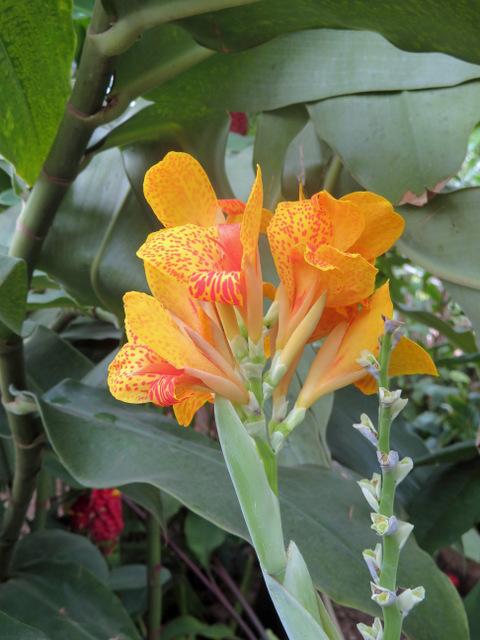 Photo of Canna (Canna x generalis 'Picasso') uploaded by RuuddeBlock