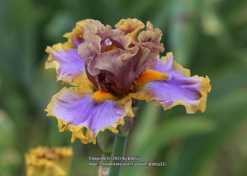 Photo of Tall Bearded Iris (Iris 'Western Edge') uploaded by Valery33