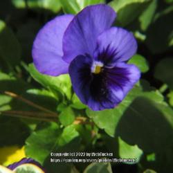 Location: Aberdeen, NC (my garden 2022)
Date: 2022-11-09
Pansy #135 nn; LHB p. 682, 133-1-?, "Classical name."