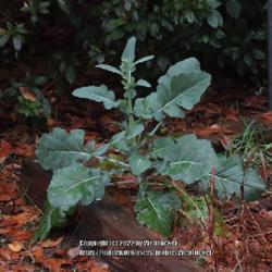 Location: Aberdeen, NC (my garden 2022)
Date: November 30, 2022
Cabbage #134 nn; LHB p. 453, 83-1-1, "Ancient name for cabbage.";